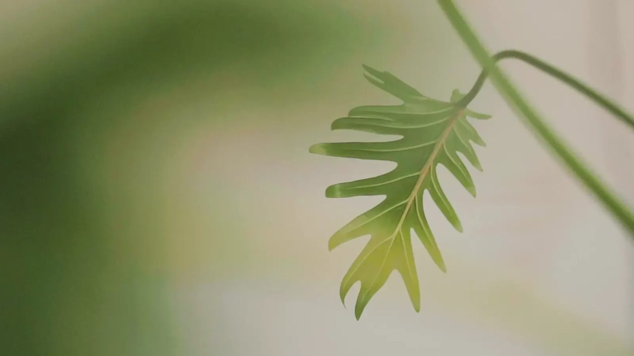 The clinic: a still from the opening video