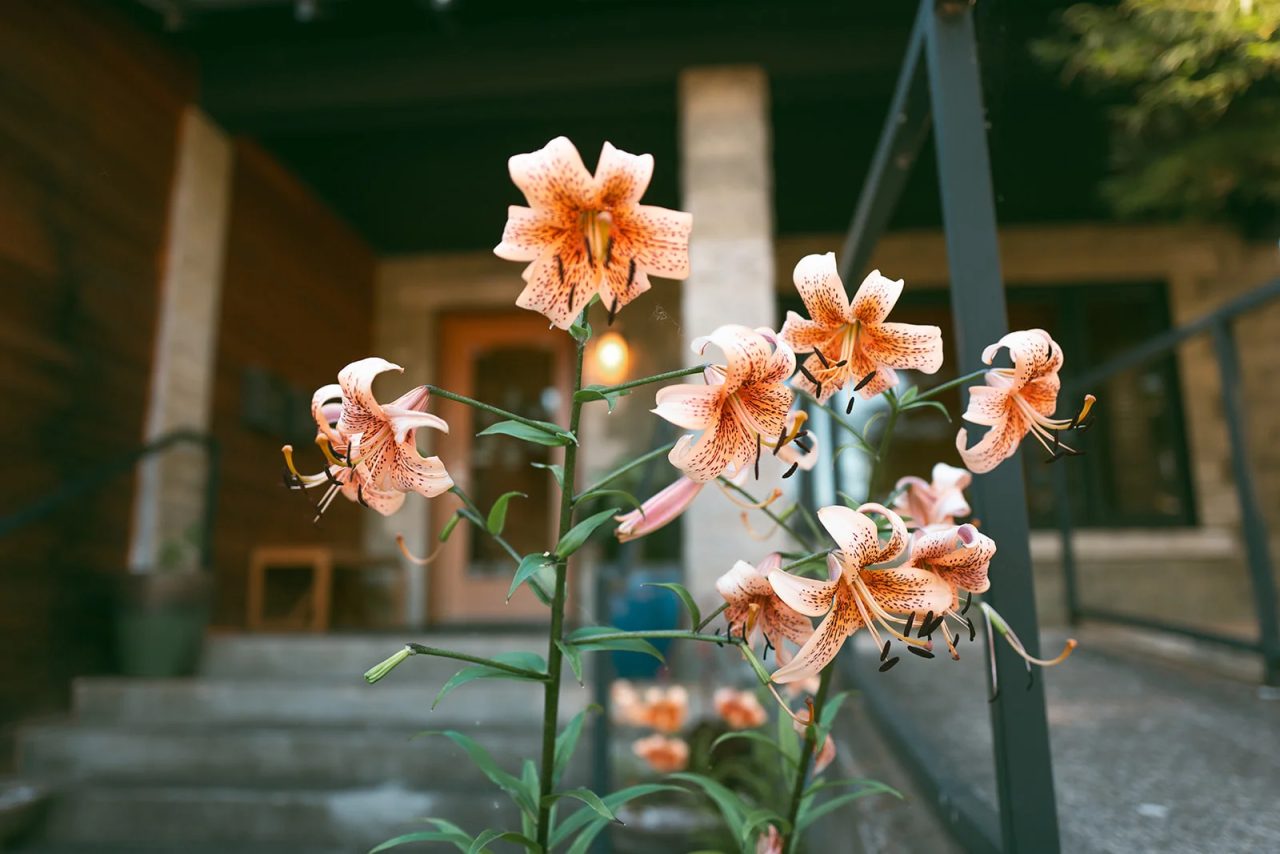 Tiger lilies blooming beside the front porch of the clinic on East Burnside.